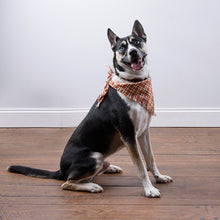 Load image into Gallery viewer, Pet Bandana Set